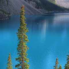 photo "Trees by the lake"