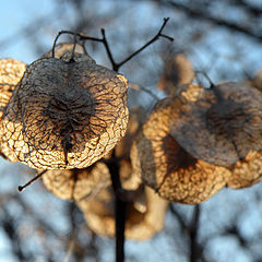 photo "Gold ear-rings"