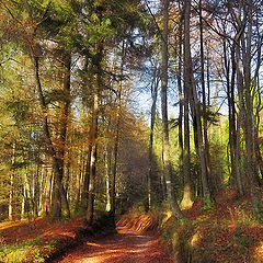 photo "The Forest in Fall"