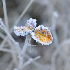 фото "Отмороженные"