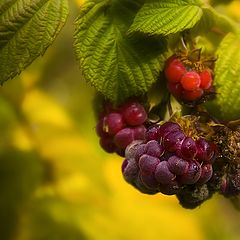 photo "The last berries"