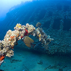 photo "" Garland for Karnatic""