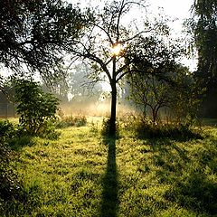 photo "And in the morning mist trail ..."