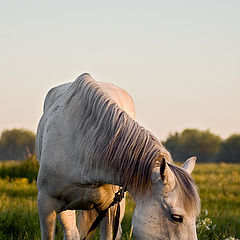 фото "Жеребец"