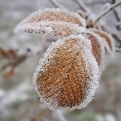 фото "Осенний лист"