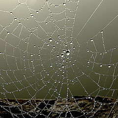 photo "THE WEB"