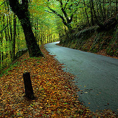 photo "Autumn road"