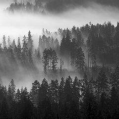 photo "forest mist"
