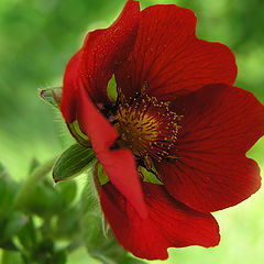 photo "Geum"