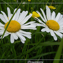 фото "Ромашки"