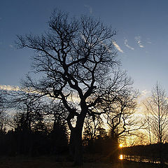 photo "November morning silhouete"