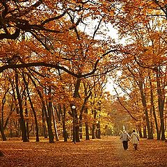 photo "A walk in the park"