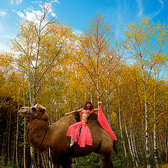 photo "On birch to grove on camel :)"