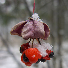 photo "Powder first snow"