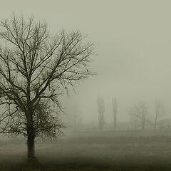 photo "Foggy"