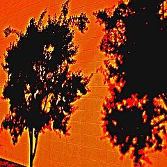 photo "Shadows On Orange"