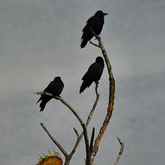 photo "Giving Thanks for the Feast"