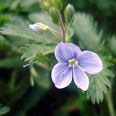 фотоальбом "Nature of my home"