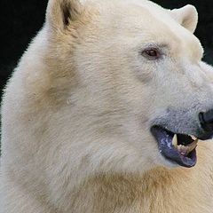 фото "Polar bear."