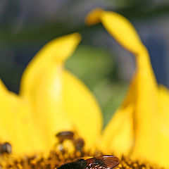 photo "yummy sunflower"