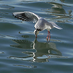 фото "SEA GULL"