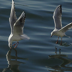 фото "GULLS"