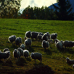 photo "The last pasture"