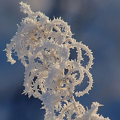 фото "Нежное творение Зимы"