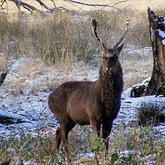 photo "Wildlife."