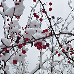 photo "Red on white or 3 years, I am here"