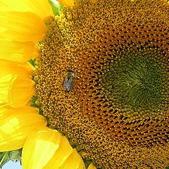 photo "Sunflower"