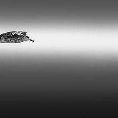 photo "seagull in foggy day"