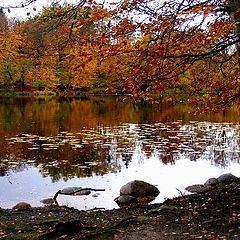 photo "Lake in the wood."