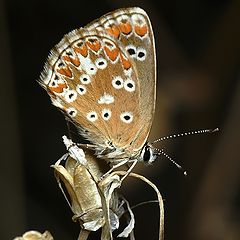 photo "Plebejus (Aricia) cramera (Eschscholtz, 1821)"