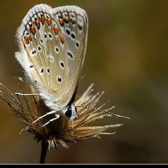 photo "Plebejus (Aricia) cramera (Eschscholtz, 1821)"