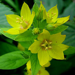 photo "yellow flowers"