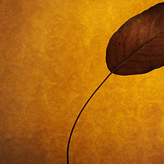 photo "."