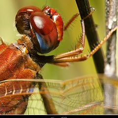 photo "Red Dragon"