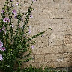 photo "flowers and wall"