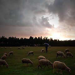 фото "...where sheep graze #2"