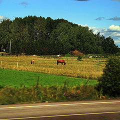 photo "поле, лошадь, дорога"