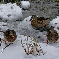 photo "Snow trio"