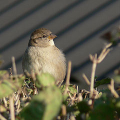 photo "Young and curious"