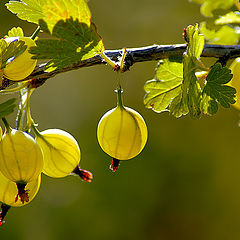 photo "Solar berries"