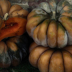 photo "pumpkins"