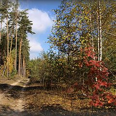 фото "Лесная дорога -1"