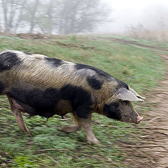 photo "Foggy morning, running pig..."