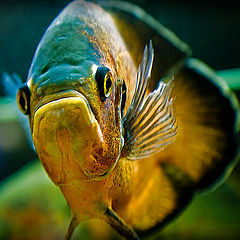 фото "Big fish..."