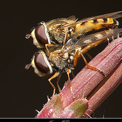photo "Syrphidae and sex"