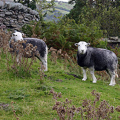 photo "Two sheep."